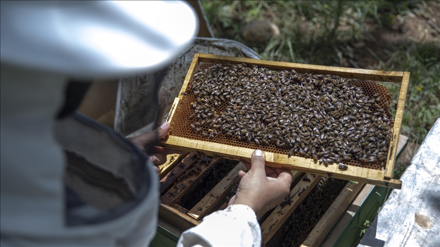 Iranian beekeepers harvesting distinctive honey from Hyrcanian forests