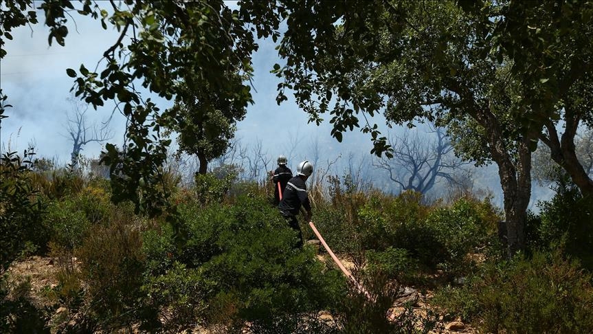 Tunisie : 8 hectares de forêt ravagées par les flammes dans le nord-ouest du pays