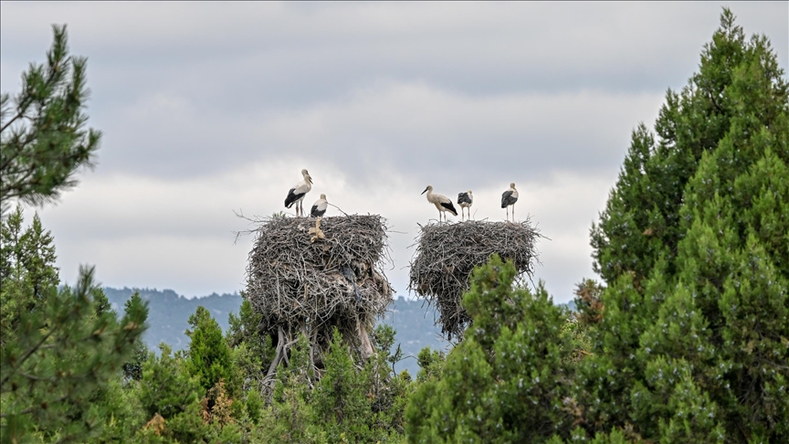 Baby storks in central Türkiye prepare for long migration flight Baby storks in central Türkiye prepare for long migration flight