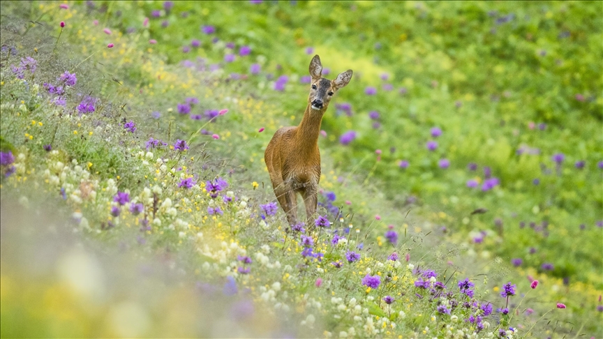Roe deer of Black Sea highlands