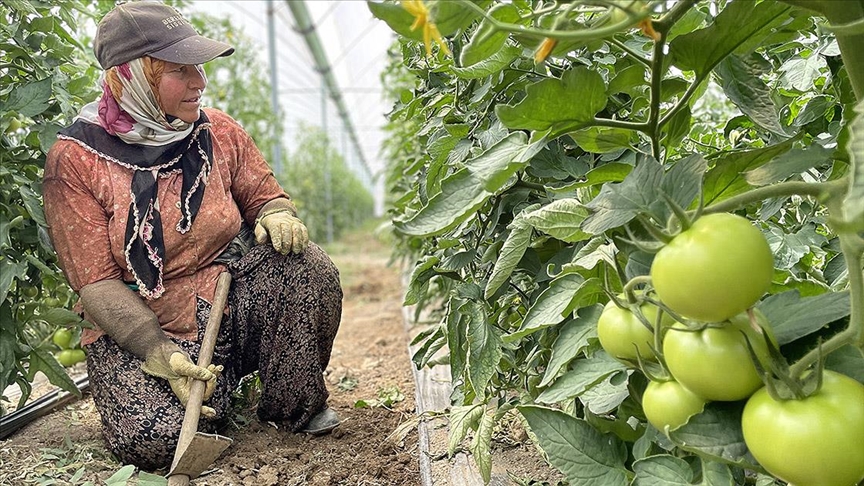 Antalya'da tarım işçileri, sıcaklığı 45 dereceyi aşan seralarda ter döküyor