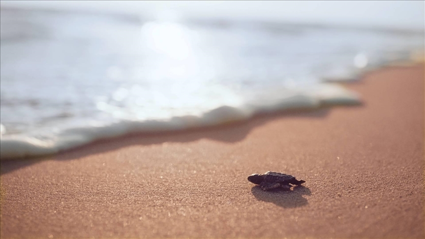 Svjedočite fantastičnom putovanju caretta caretta kornjača: Jedinstveni fenomen na turskim plažama