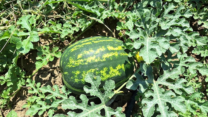 Bafra Ovası'nda erkenci karpuzun hasadına başlandı 