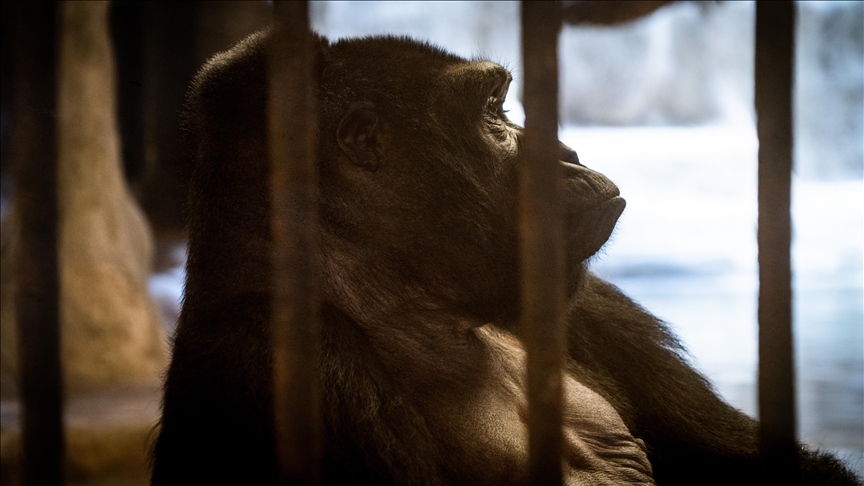 Police kill 2 chimpanzees after escaping from zoo in Colombia