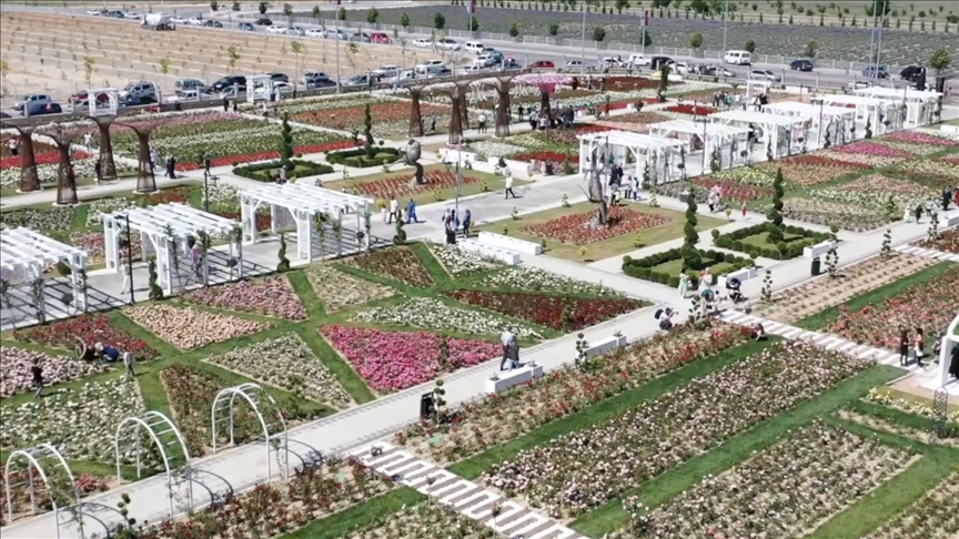 190 varieties of roses grown in central Türkiye to commemorate Rumi