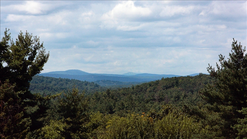 ABD'nin Massachusetts eyaletindeki bir ormanda "dev" virüsler keşfedildi