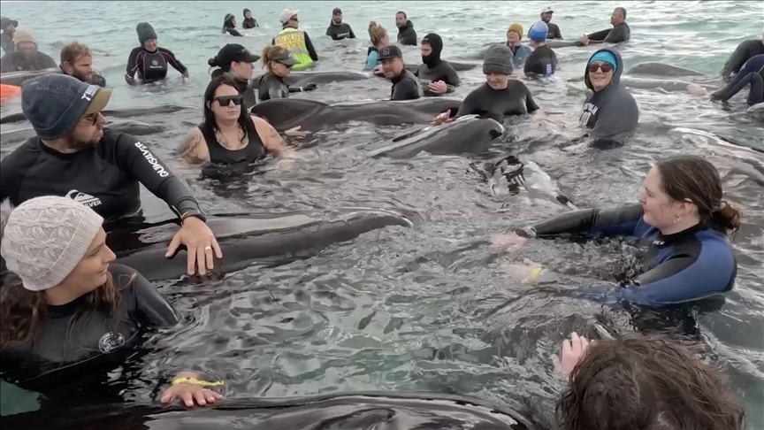 Rescue efforts in Australia continue to save 45 stranded pilot whales