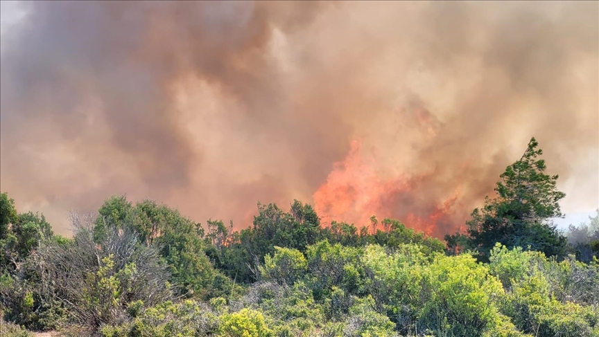 Forest fires increasing carbon dioxide emissions in atmosphere