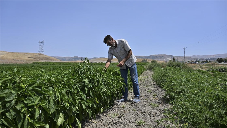 Aşırı sıcak tarladaki mesai saatlerini değiştirdi