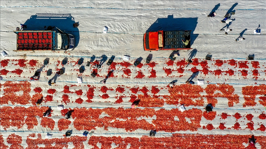 Turkiye: Tokom velikih vrućina počelo sušenje paradajza u Diyarbakiru