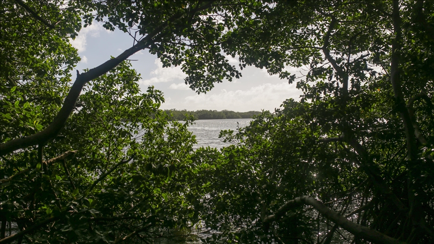 Saudi Arabia aims to plant 50M mangrove trees to combat desertification Saudi Arabia aims to plant 50M mangrove trees to combat desertification
