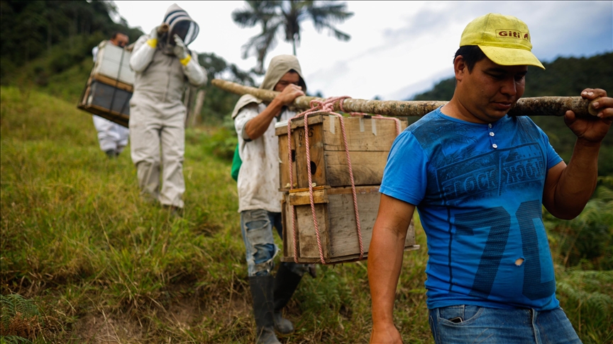 Kolumbijski pčelari premještaju pčele zbog uticaja El Nina