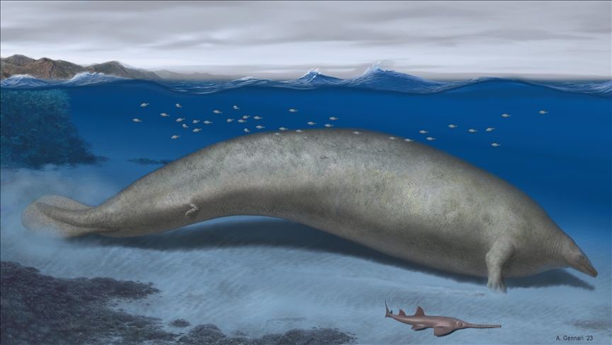 Belgian institute says it has discovered remains of possibly heaviest animal ever