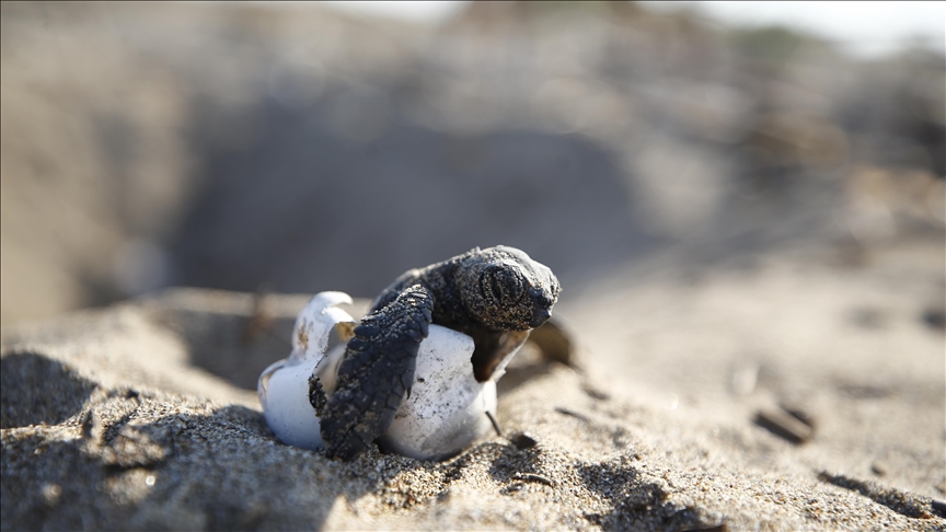 About 3,600 nests of loggerhead turtles found in Türkiye’s Mediterranean province of Antalya