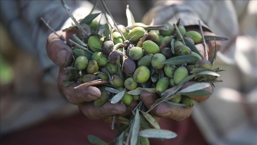 La chaleur extrême fait plonger les prévisions de production d'huile d'olive à leur seuil le plus bas depuis 5 ans