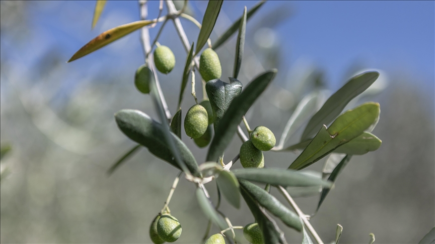 Olive oil industry feels burn of Europe’s searing summer