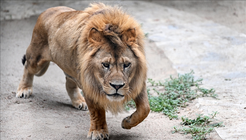 After 5 years of treatment, injured lions in Istanbul ready for mating season