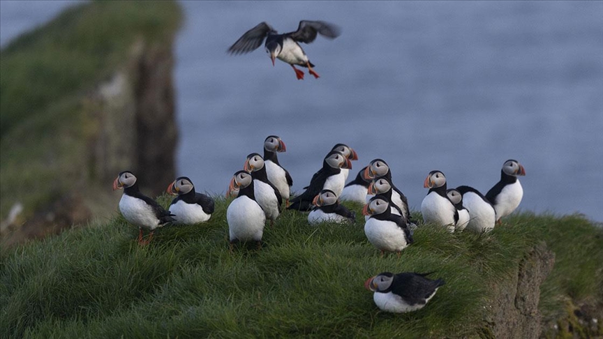 Çatal kuyruklu fırtına kırlangıcının peşinde “dünyadaki en izole eve” konuk oldu Çatal kuyruklu fırtına kırlangıcının peşinde “dünyadaki en izole eve” konuk oldu