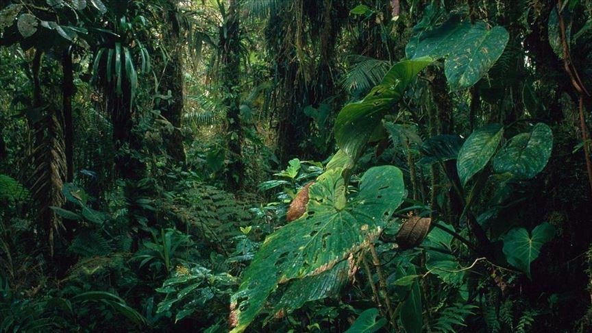 Los ciudadanos de Ecuador decidieron detener explotación petrolera en zona de la selva amazónica