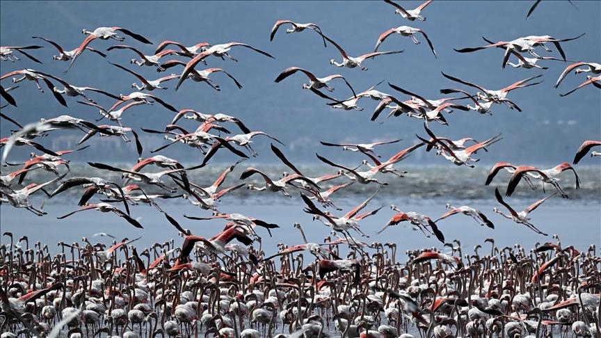 How Does Weather Affect Birds Migration: Vital Insights