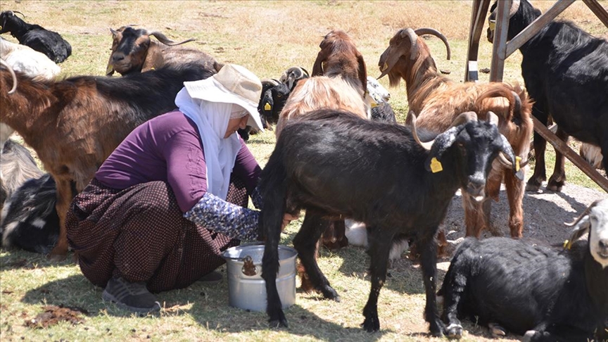 Muş'ta berivanların süt sağım mesaisi sürüyor