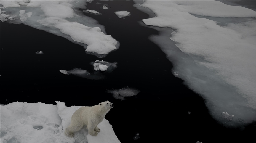 Sjeverni pol - dom polarnih medvjeda koji nestaje otapanjem