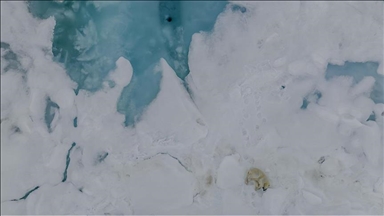 افزایش دما و ذوب شدن یخ‌ها؛ خطر در کمین خرس‌های قطبی 