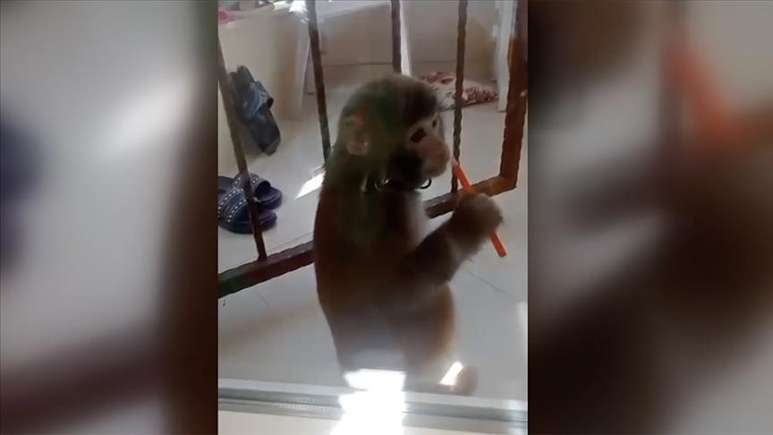 Istanbul: Odbjegli majmun povrijedio tri osobe