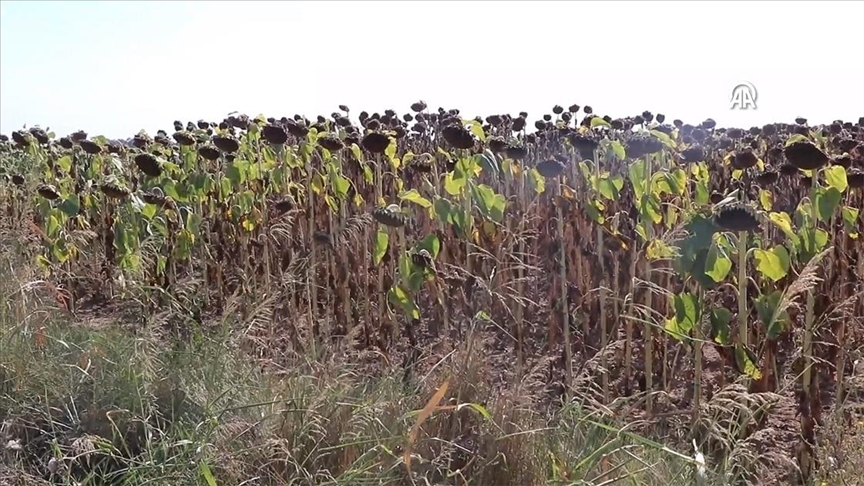 Kuraklıktan etkilenen bölgelerde kanola ve aspir yetiştirilmesi önerisi