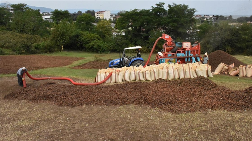 Karadeniz'de fındık hasadını tamamlayan üreticiler patoz mesaisinde
