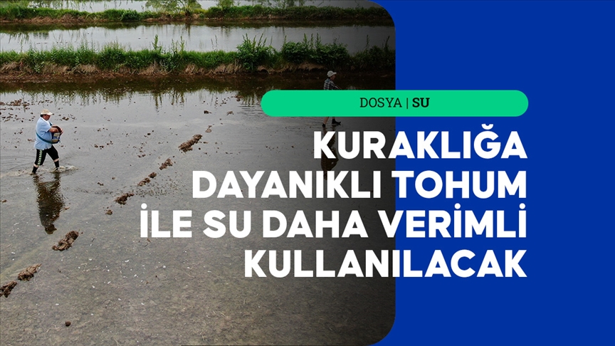Üretim planlaması ve kuraklığa dayanıklı tohum ile su daha verimli kullanılacak