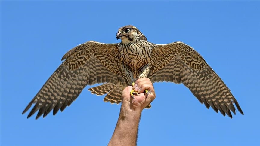 Peregrine falcon with Israel wildlife center tracker gets medical care in eastern Türkiye