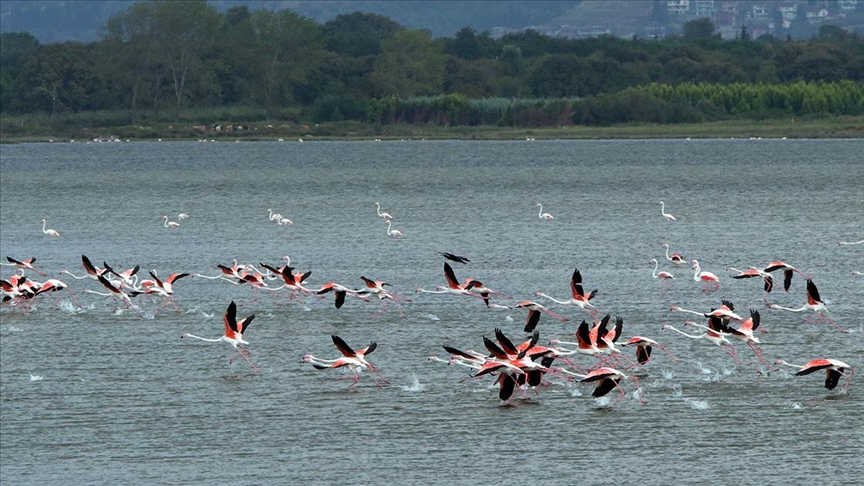Yalova'da 254 kuş türüne ev sahipliği yapan Hersek Lagünü "kış kuşları"nı ağırlamaya başladı