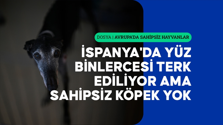 İspanya'da yüz binlercesi terk ediliyor ama sokakta sahipsiz köpek yok