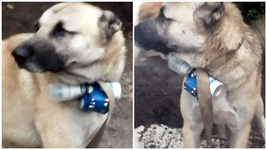 Karabağ'daki yasa dışı Ermeni güçler, bomba taşıyan köpekle terör eylemi girişiminde bulundu
