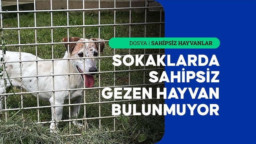 Fransa'da her yıl 100 bin sahipsiz hayvan sokaklardan toplanıyor