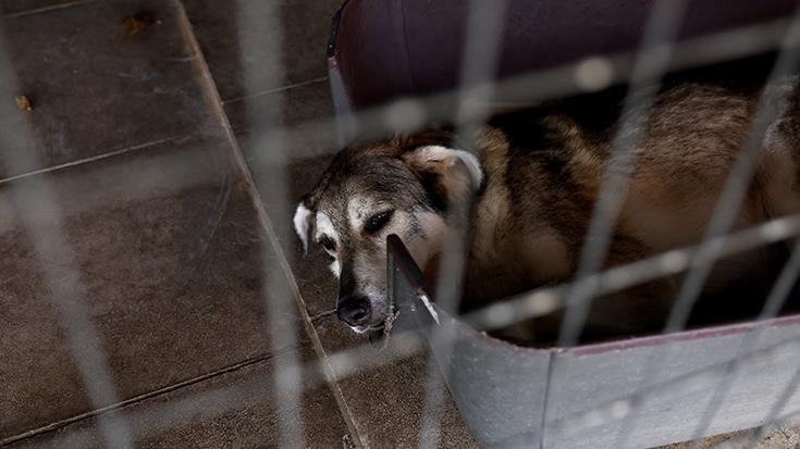 Greece controls population of stray animals through sterilization