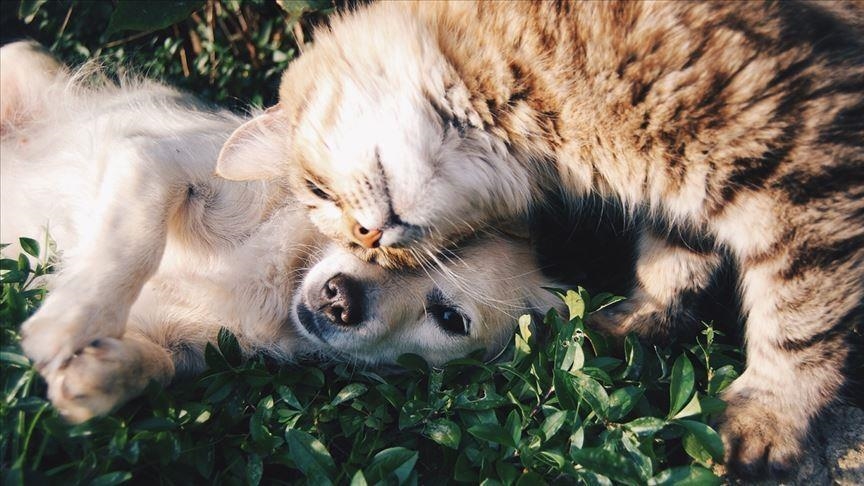 Spain’s streets dog-free despite rampant abandonment