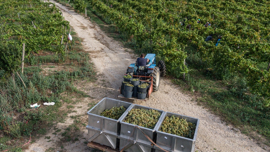 France / Canicule : Au moins 4 morts en Champagne pendant les vendanges
