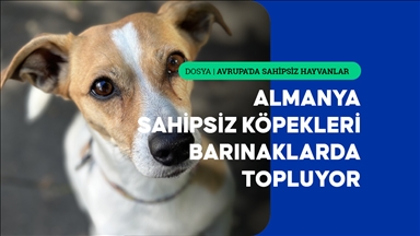 Almanya, sahipsiz köpekleri mutlaka barınaklarda topluyor