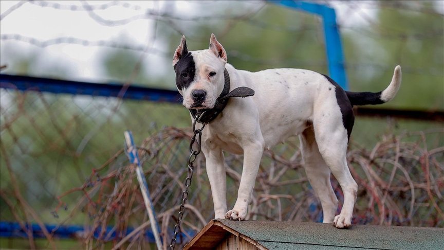 Britain Will Ban American XL Bully Dogs By End Of Year After