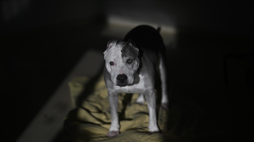 GÖRÜŞ- Avrupa köpek sorununu nasıl çözdü?