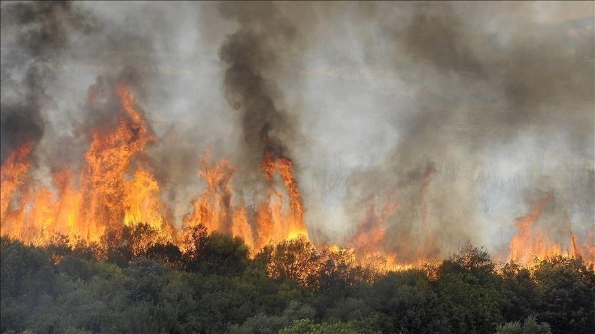 Algérie : Plusieurs incendies signalés dans les forêts de Béjaia