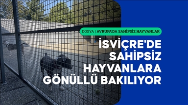 Hayvan haklarının anayasal güvenceye alındığı İsviçre'de sahipsiz hayvanlara barınaklarda gönüllü bakılıyor