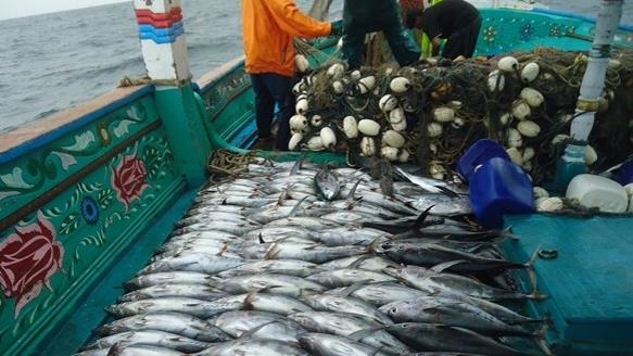 In Pakistan, a switch in fishing methods saves thousands of dolphins