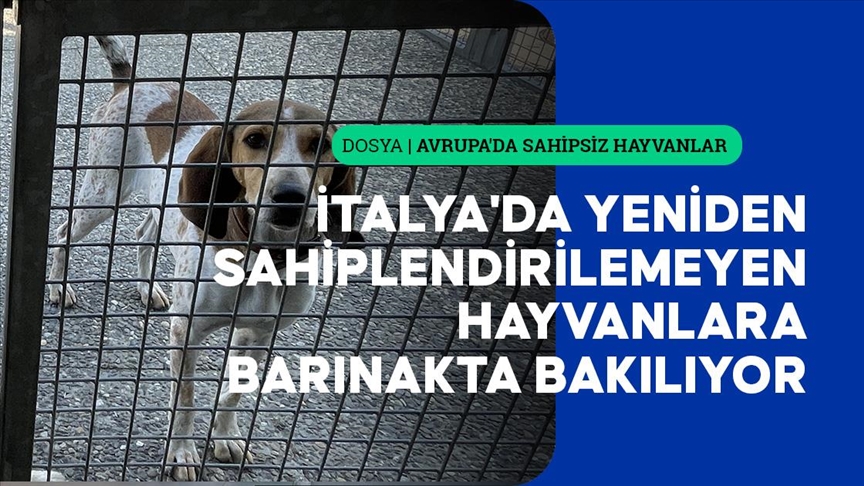 İtalya'da yeniden sahiplendirilemeyen hayvanlara barınakta bakılıyor
