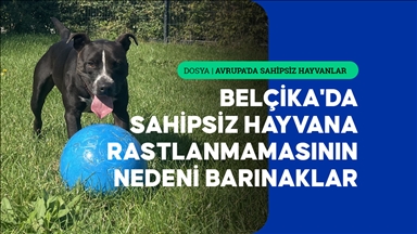 Belçika'da sahipsiz hayvana rastlanmamasının en büyük nedeni asırlık barınaklar