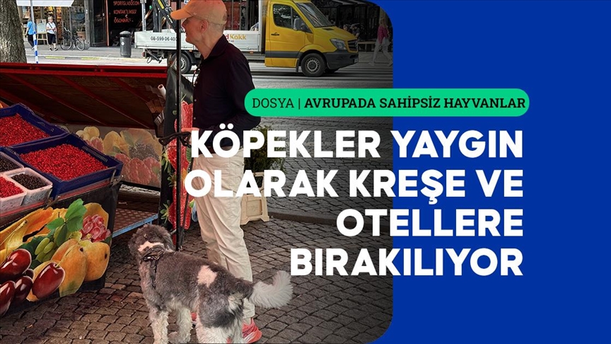 İsveç'in çözümü; zorunlu çipleme ve ömür boyu hizmet veren "köpek barınakları"