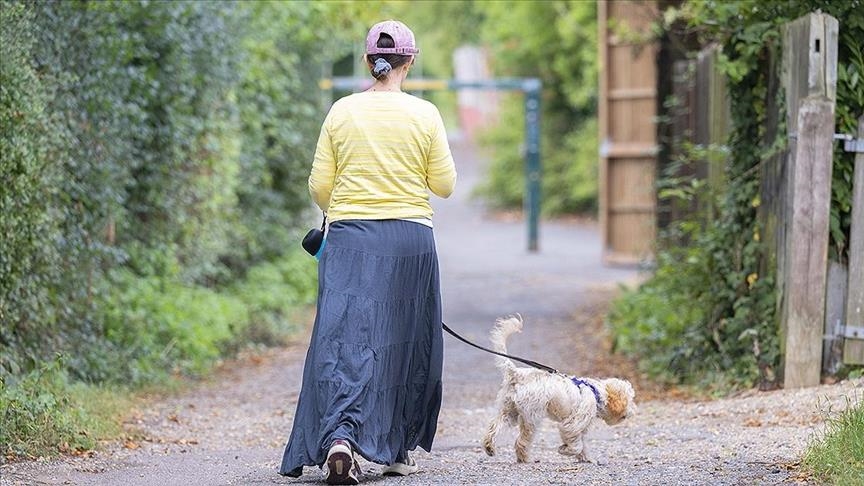 European streets clear of stray animals despite thousands abandoned
