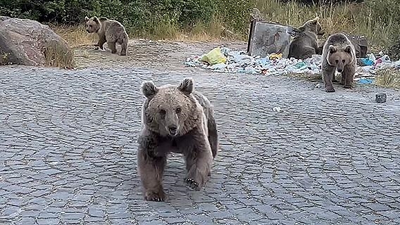 Nemrut Kalderası'nda uyarılara rağmen bozayıları görüntülemeye çalışan ziyaretçiler tehlike atlatıyor